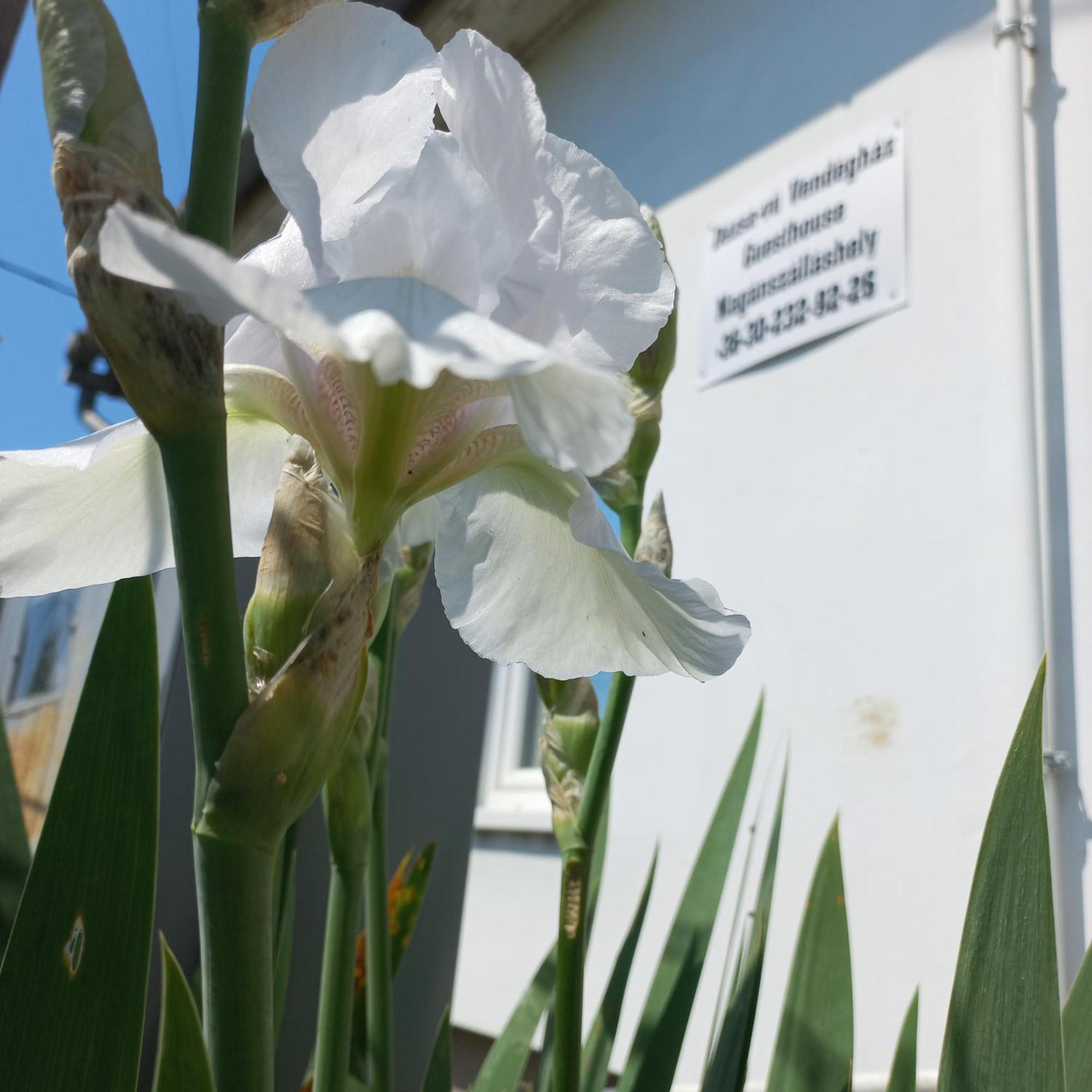 Dezsa-Vue Vendeghaz Villa Sarud Kültér fotó